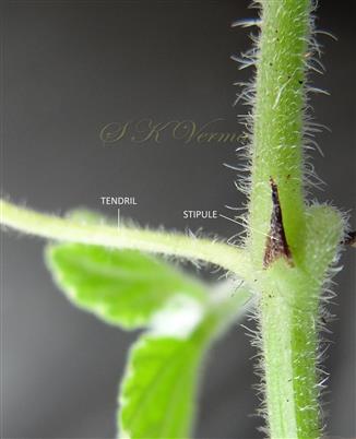  Leaf with stipules